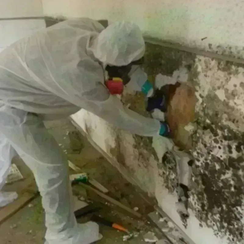 Mold Remediation and Removal in Tamworth, NH